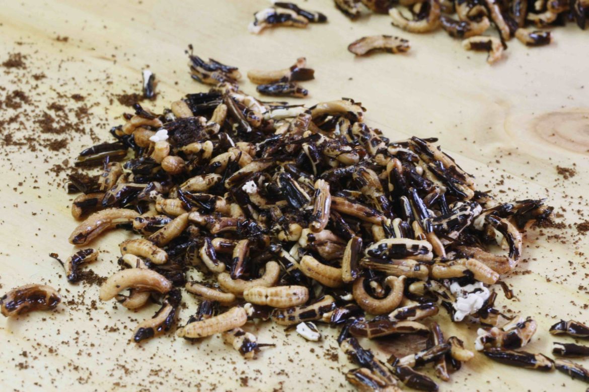 Coffee puffed wild rice The Aromatic Recipes